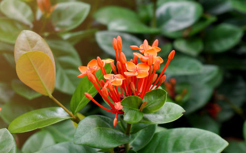 Red orange spike flower, king ixora blooming in garden