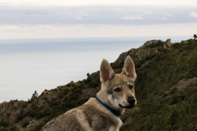 View of a dog on the beach