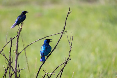 Bird perching on branch