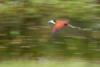 Bird flying against blurred background