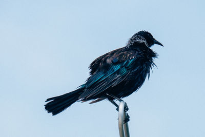 Low angle view of bird perching on the sky