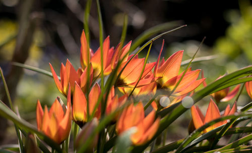 Close-up of orange flowering plants