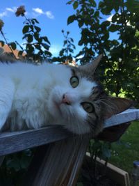 Close-up of cat lying on wood