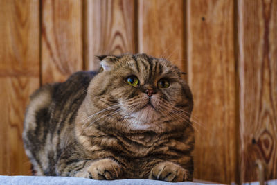 Close-up portrait of a cat