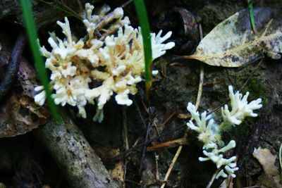 Close-up of white flowers