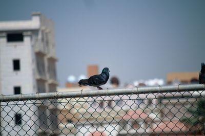 Close-up of bird perching on retaining wall against clear sky