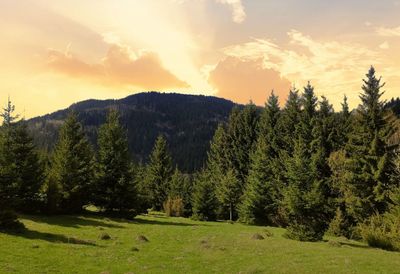 Scenic view of pine trees on field against sky