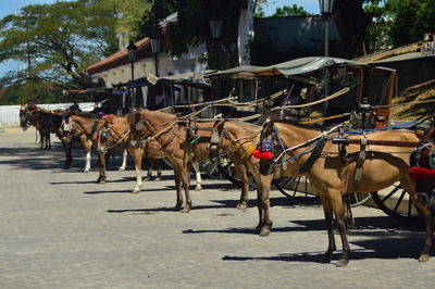 Horses in a street