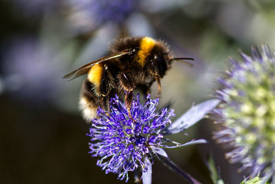 Close-up of bee on purple flower