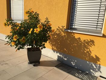 Potted plant by window at home