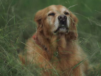 Close-up of dog in grass