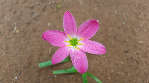 Close-up of pink flower