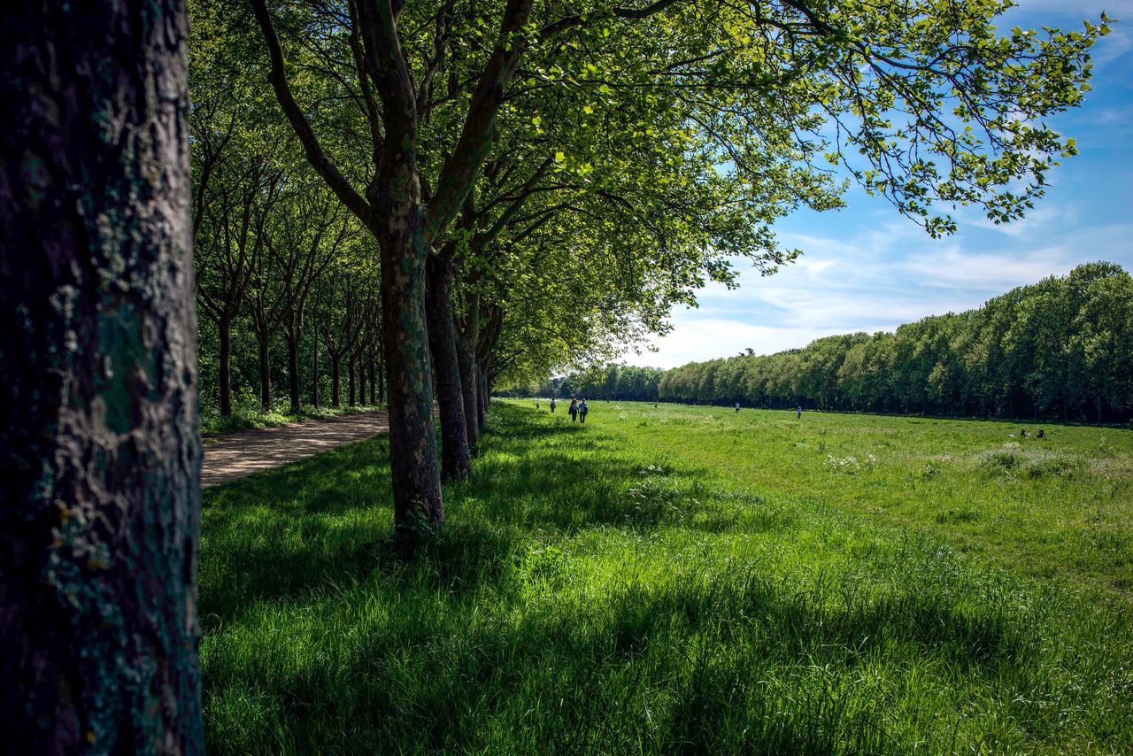 tree, grass, nature, tree trunk, green color, tranquility, one animal, beauty in nature, day, outdoors, forest, scenics, animal themes, branch, no people, sky