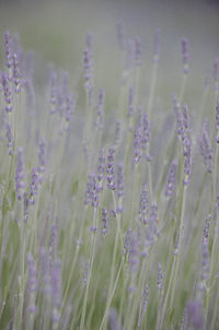Close-up of purple flowering plants on land