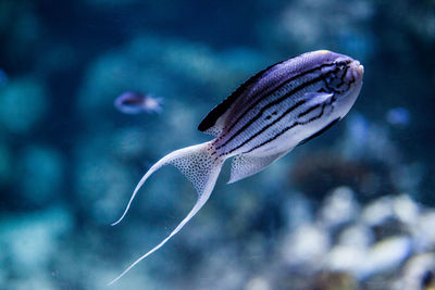 Close-up of yellow fish swimming in sea