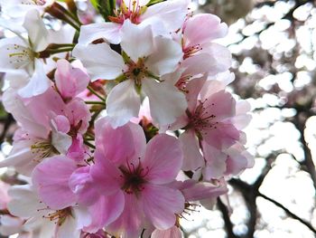 Close-up of pink cherry blossoms in spring