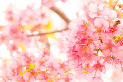 Close-up of pink cherry blossom tree