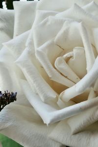 Close-up of white rose on table