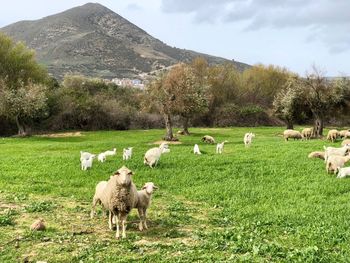 Sheep grazing in a field