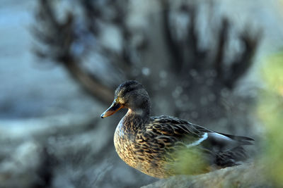 Close-up of a bird