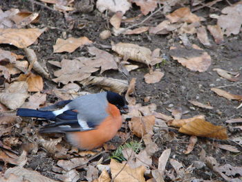 High angle view of bird perching on dry leaves
