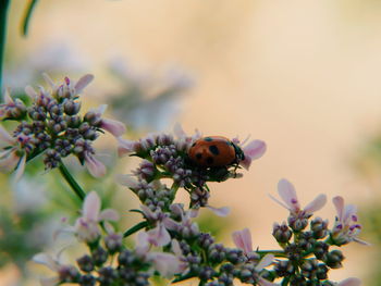 Close-up of bee pollinating on flower