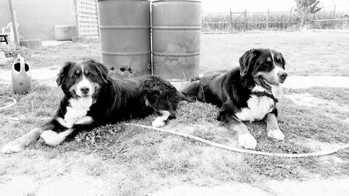 Portrait of dogs sitting on land