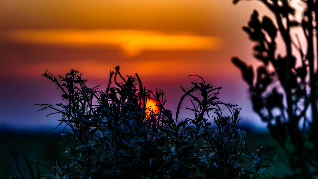 sunset, nature, beauty in nature, plant, orange color, growth, sky, scenics, tranquil scene, tranquility, water, silhouette, outdoors, flower, no people, focus on foreground, sea, foreground, horizon over water, tree, blooming, fragility, flower head, close-up, freshness, day