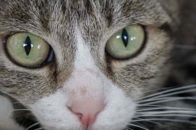 Close-up portrait of a cat