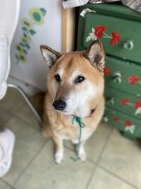 High angle portrait of dog on floor at home