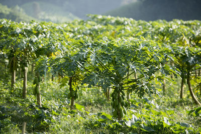 Scenic view of papaya plantation