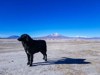 Dog standing on snow covered land