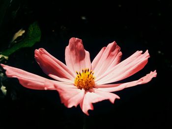 Close-up of water lily