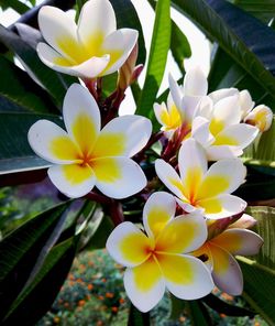 Close-up of white flowering plant