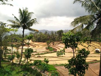 Scenic view of palm trees on field against sky