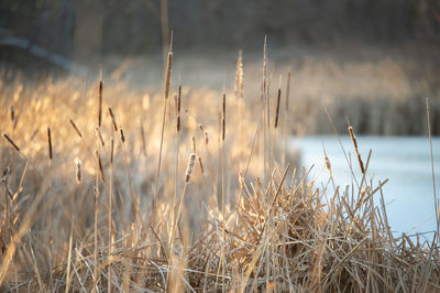 Close-up of grass on snow covered field