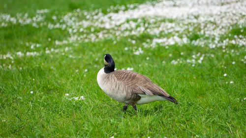 High angle view of bird on grass