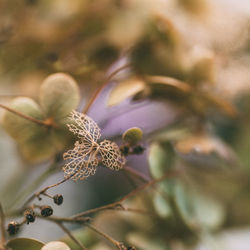 Close-up of flower against blurred background