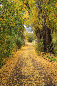 Footpath amidst trees in forest during autumn