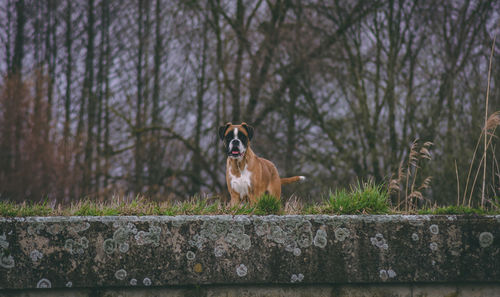 Dog on bar