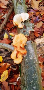 High angle view of mushrooms growing on tree trunk