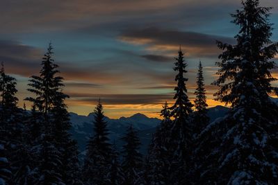 Silhouette pine trees against sky during sunset