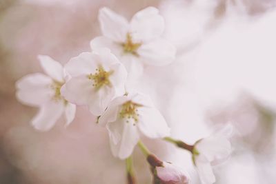 Close-up of white flowers on tree