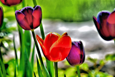 Close-up of red tulips blooming outdoors