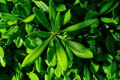 Full frame shot of fresh green leaf