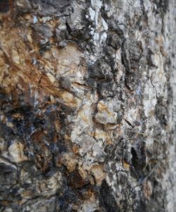 Full frame shot of tree trunk