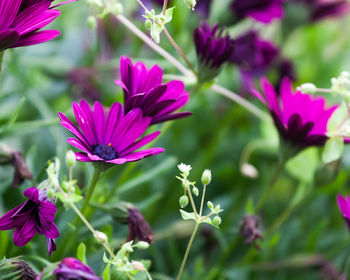 Close-up of purple flowers blooming in park