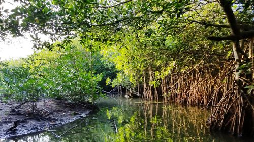 Scenic view of lake in forest