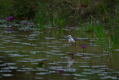 Bird on a lake