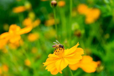 Close-up of bee pollinating on yellow flower